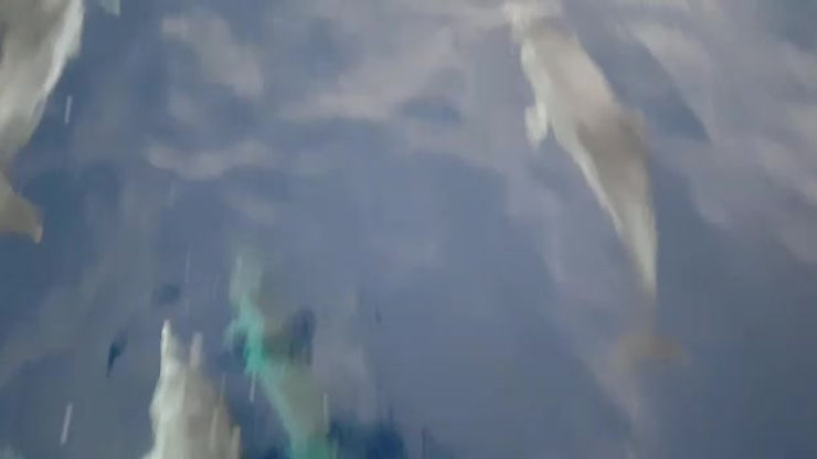 VID-20190112-WA0023